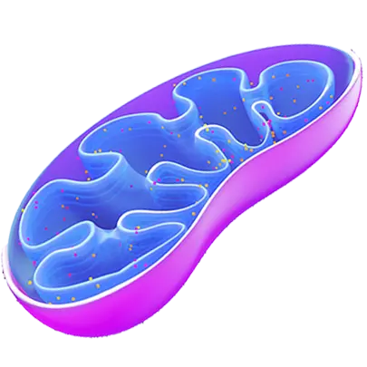 Mitochondria